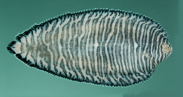 红海长鼻鳎(Soleichthys dori)