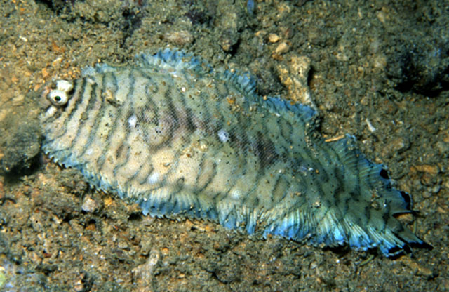 异吻长鼻鳎(Soleichthys heterorhinos)