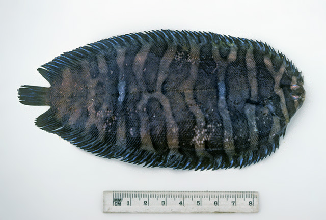 小头长鼻鳎(Soleichthys microcephalus)