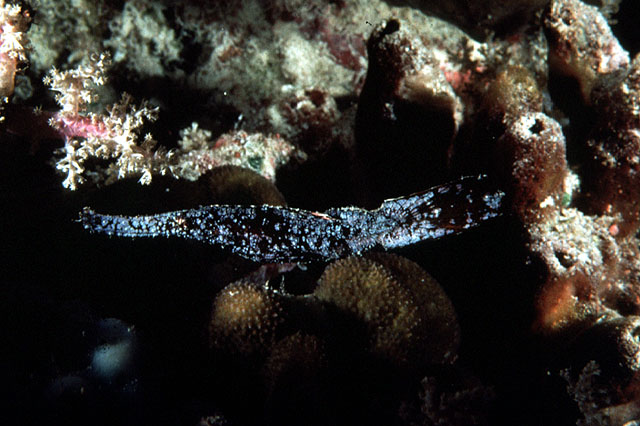 蓝鳍剃刀鱼(Solenostomus cyanopterus)