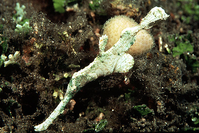 马歇尔岛剃刀鱼(Solenostomus halimeda)