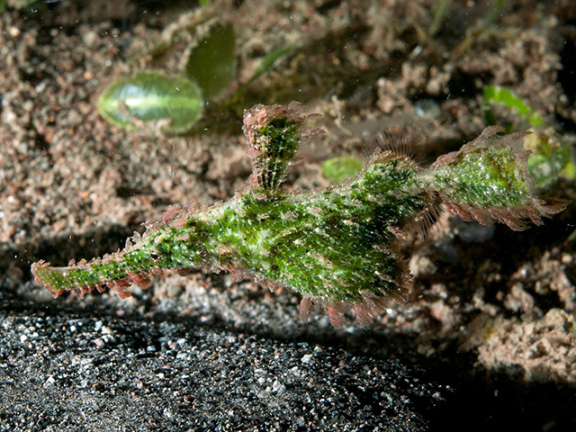 锯吻剃刀鱼(Solenostomus paegnius)