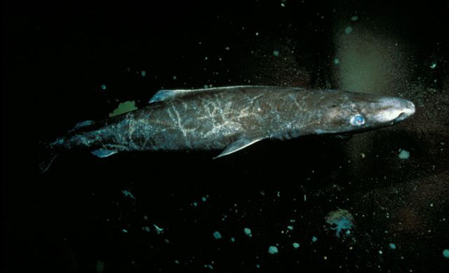 小头睡鲨(大西洋睡鲨)(Somniosus microcephalus)
