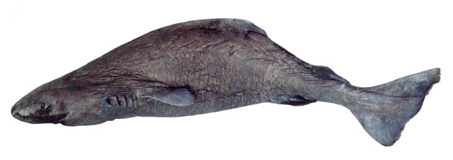 太平洋睡鲨(Somniosus pacificus)