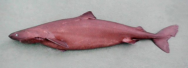 小鳍睡鲨(Somniosus rostratus)
