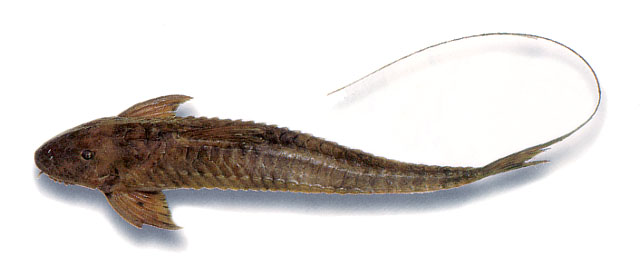 兔匙甲鲇(Spatuloricaria lagoichthys)