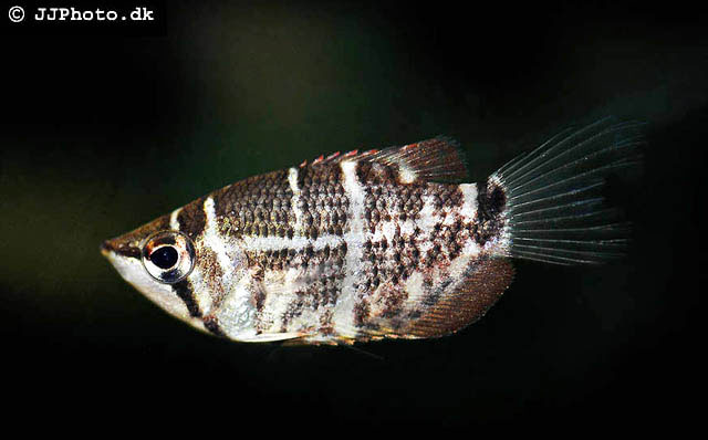 婆罗洲锯盖足鲈(Sphaerichthys selatanensis)