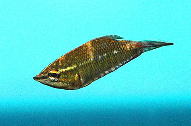 瓦氏锯盖足鲈(Sphaerichthys vaillanti)