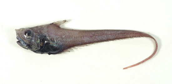 里氏短吻长尾鳕(Sphagemacrurus richardi)