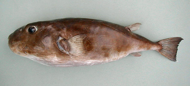 密沟圆鲀(Sphoeroides pachygaster)