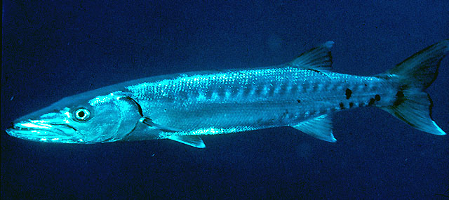 大魣(Sphyraena barracuda)