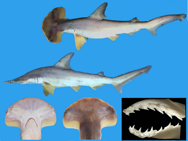 长吻双髻鲨(Sphyrna corona)