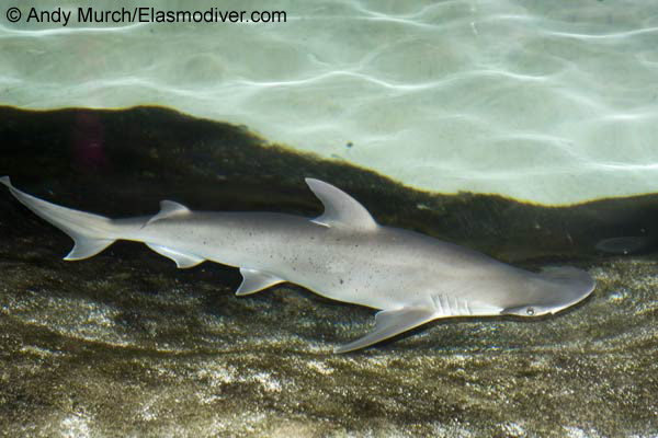 窄头双髻鲨(Sphyrna tiburo)