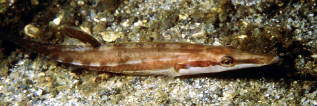 北欧海刺鱼(Spinachia spinachia)