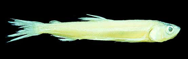 施氏油胡瓜鱼(Spirinchus starksi)