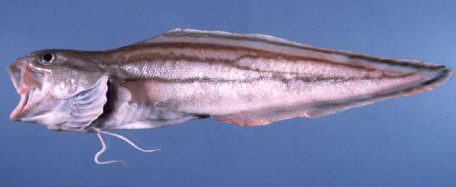 菲律宾斑髯鼬鳚(Spottobrotula amaculata)