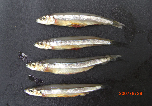 银带小体鲱(Spratelloides gracilis)