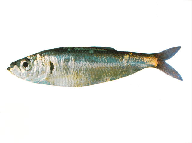 蓝背黍鲱(Sprattus antipodum)