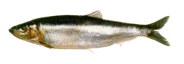富琼黍鲱(Sprattus fuegensis)