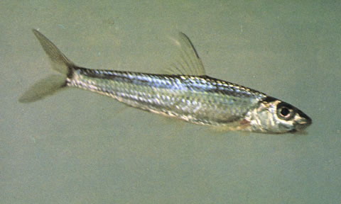 银鮈(Squalidus argentatus)