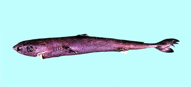 阿里拟角鲨(Squaliolus aliae)