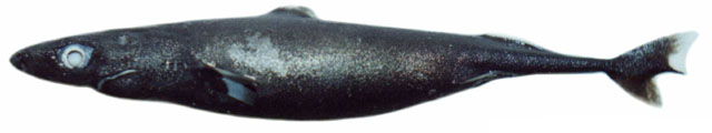 宽尾拟角鲨(Squaliolus laticaudus)