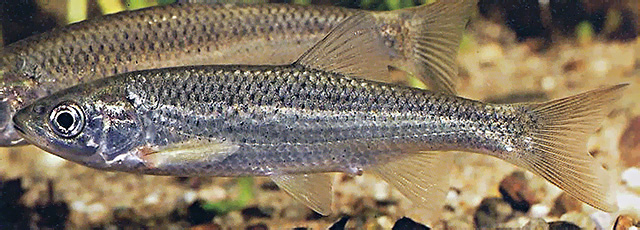 马拉加雅鱼(Squalius malacitanus)