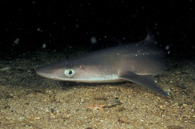 白斑角鲨(Squalus acanthias)
