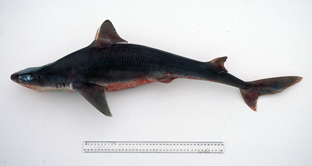 白缘角鲨(Squalus albifrons)