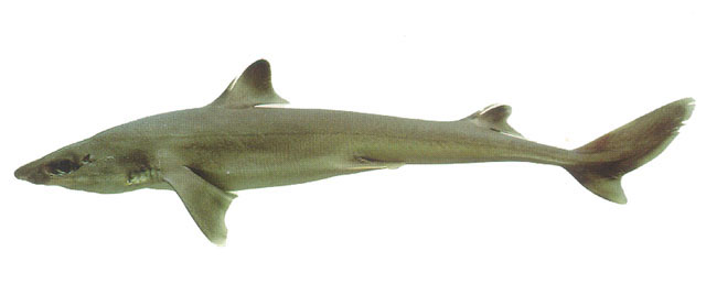 高鳍角鲨(Squalus blainville)