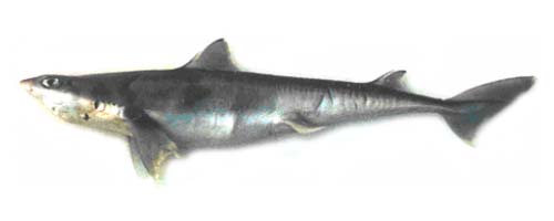短吻角鲨(Squalus brevirostris)