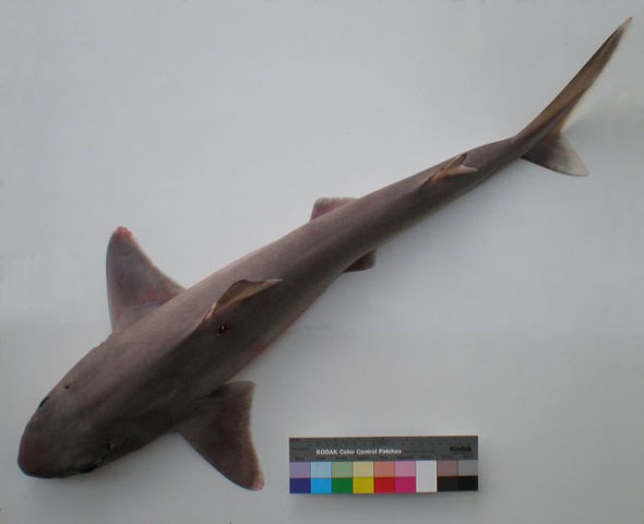 牛首角鲨(Squalus bucephalus)