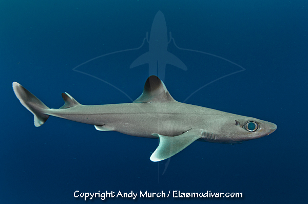 古巴角鲨(Squalus cubensis)