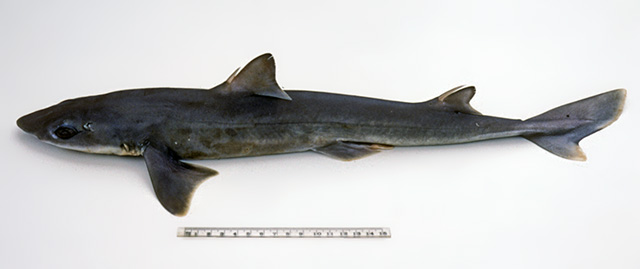 格雷厄姆角鲨(Squalus grahami)