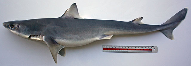 半鳍角鲨(Squalus hemipinnis)
