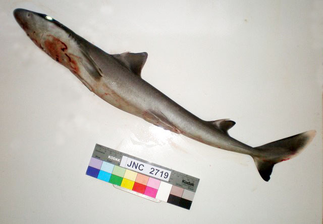 黑尾角鲨(Squalus melanurus)
