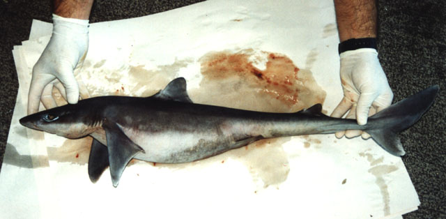 长吻角鲨(Squalus mitsukurii)