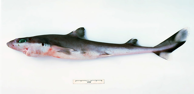 蒙氏角鲨(Squalus montalbani)
