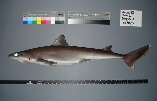 新西兰角鲨(Squalus raoulensis)