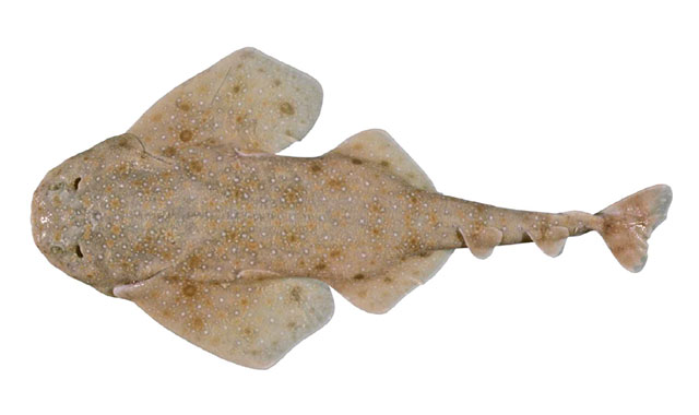 白点扁鲨(Squatina albipunctata)