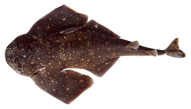 阿根廷扁鲨(Squatina argentina) - 鱼类资料库