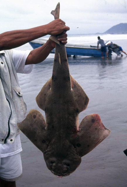 智利扁鲨(Squatina armata)