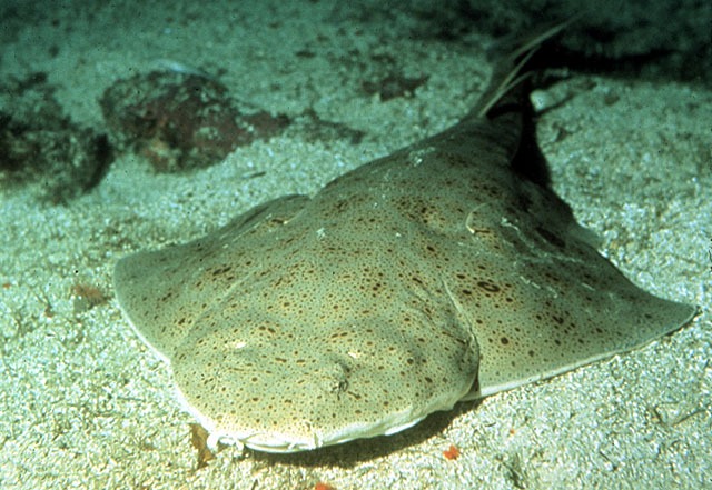 加州扁鲨(Squatina californica)