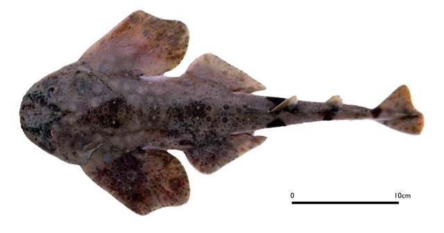 台湾扁鲨(Squatina formosa)