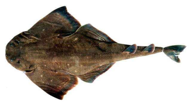 南美扁鲨(Squatina guggenheim)