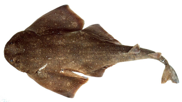 巴西扁鲨(Squatina occulta)