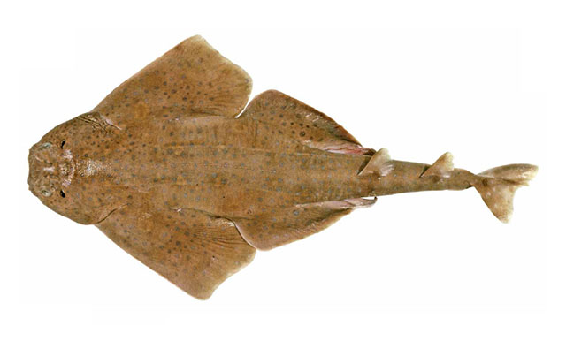 假眼扁鲨(Squatina pseudocellata)