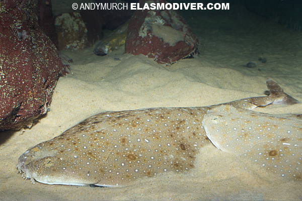 斑扁鲨(Squatina punctata)