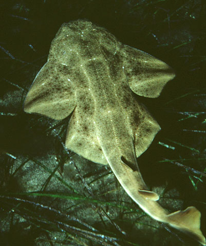 扁鲨(Squatina squatina)