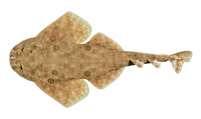 背斑扁鲨(Squatina tergocellata)
